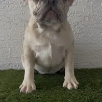 Ms. Merle, a female French Bulldog for sale in West Palm Beach, FL – 2 of 6