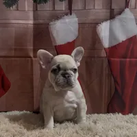 Ms. Merle, a female French Bulldog for sale in West Palm Beach, FL – 5 of 6