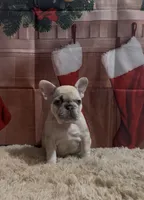 Ms. Merle, a female French Bulldog for sale in West Palm Beach, FL – Photo 4 of 8