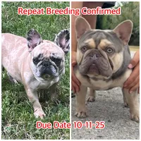 Ms. Merle, a female French Bulldog for sale in West Palm Beach, FL – Photo 7 of 8