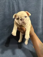 Ms. Merle, a female French Bulldog for sale in West Palm Beach, FL – Photo 5 of 8