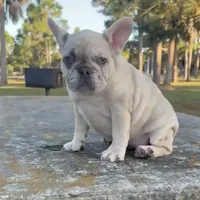 Ms. Merle, a female French Bulldog for sale in West Palm Beach, FL – 4 of 6