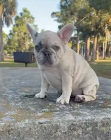 Ms. Merle, a female French Bulldog for sale in West Palm Beach, FL – Photo 2 of 8
