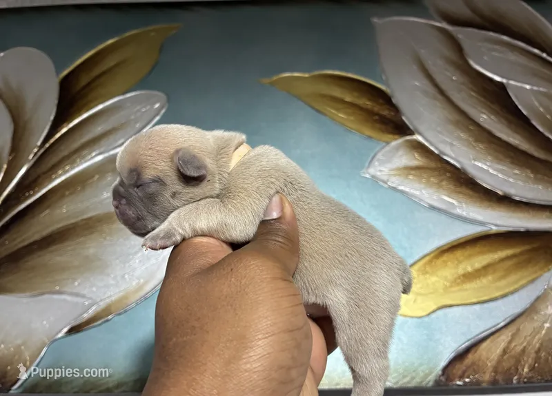 Peach Collar Fluffy Carrier – French Bulldog puppy for sale in West Palm Beach, FL
