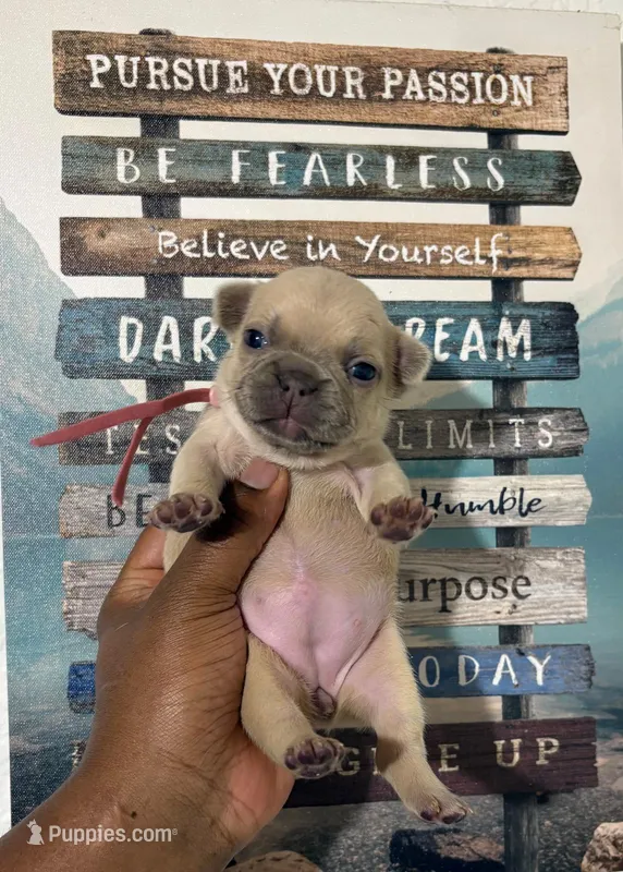 Light Purple Collar Fluffy Carrier  – French Bulldog puppy for sale in West Palm Beach, FL