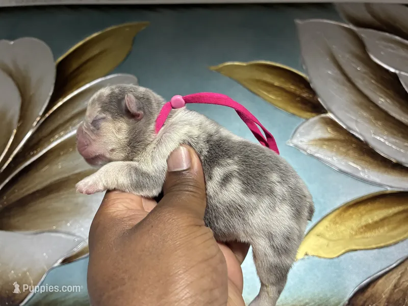 Pink Collar Fluffy Carrier – French Bulldog puppy for sale in West Palm Beach, FL
