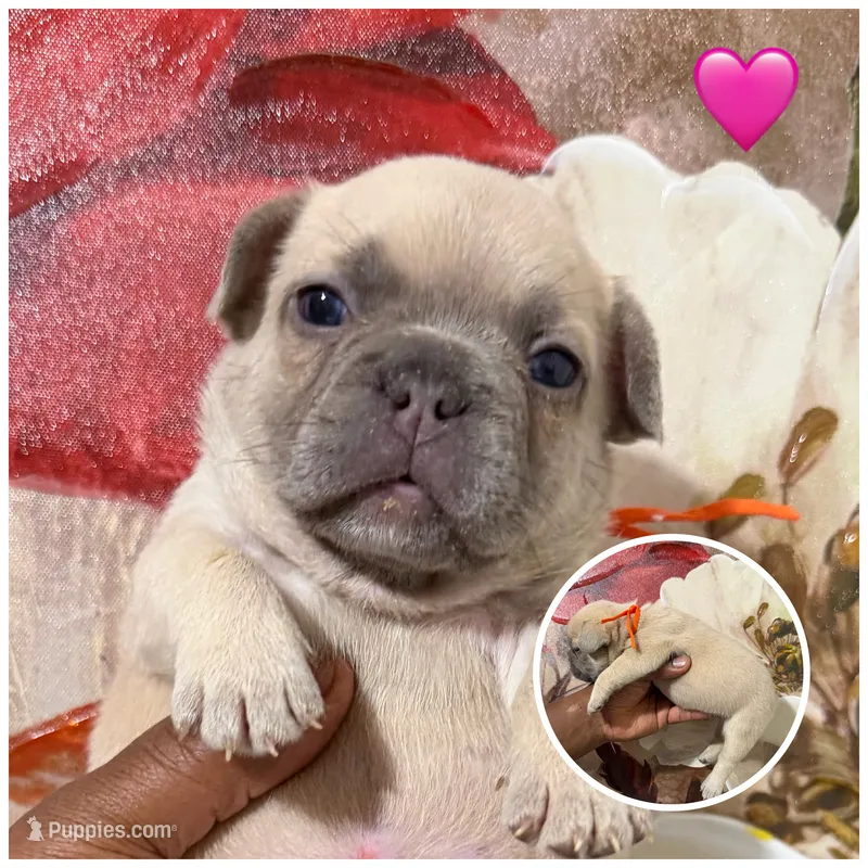 Orange Collar Fluffy Carrier  – French Bulldog puppy for sale in West Palm Beach, FL
