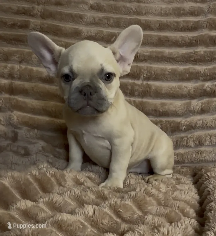 Light Purple Collar Fluffy Carrier  – French Bulldog puppy for sale in West Palm Beach, FL