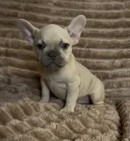 Pink Collar Fluffy Carrier , a female French Bulldog for sale in West Palm Beach, FL – 3 of 9