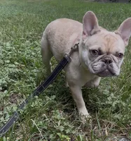 Ms. Merle, a female French Bulldog for sale in West Palm Beach, FL – 2 of 7