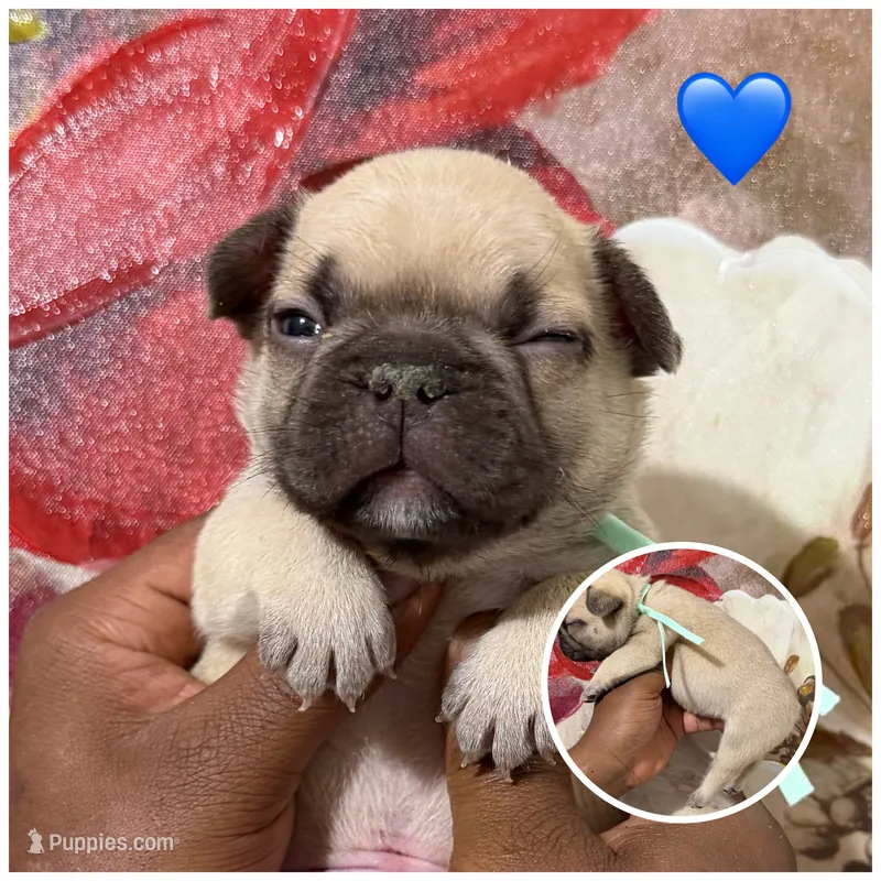 Light Green Collar Fluffy Carrier  – French Bulldog puppy for sale in West Palm Beach, FL