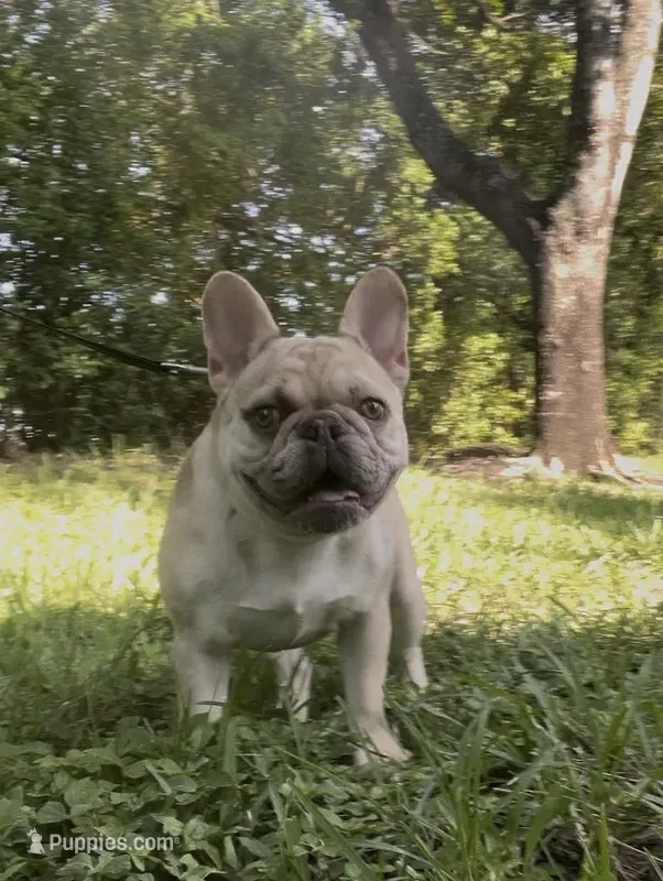 Ms. Merle – French Bulldog puppy for sale in West Palm Beach, FL