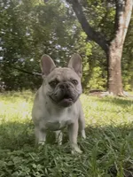 Ms. Merle, a female French Bulldog for sale in West Palm Beach, FL – 1 of 6
