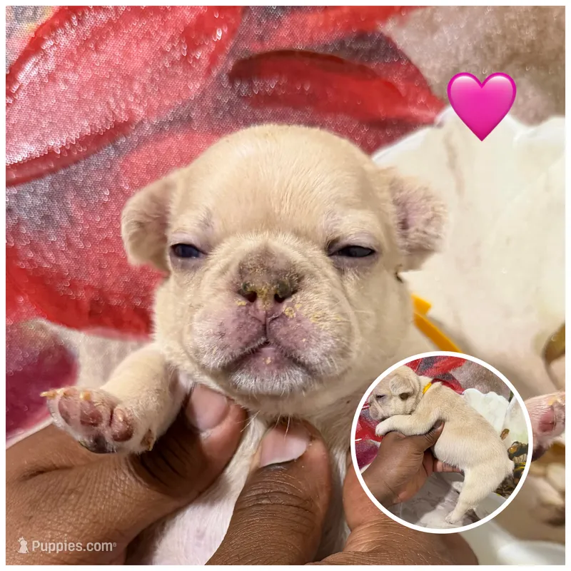 Yellow Collar Fluffy Carrier  – French Bulldog puppy for sale in West Palm Beach, FL