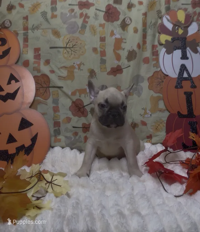 Light Green Collar Fluffy Carrier  – French Bulldog puppy for sale in West Palm Beach, FL