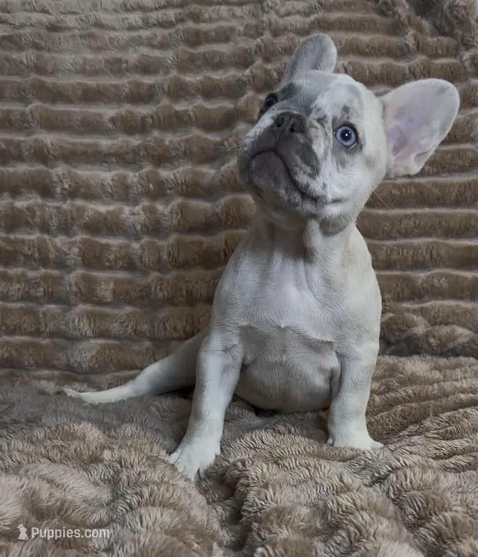 Dark Green Collar Fluffy Carrier – French Bulldog puppy for sale in West Palm Beach, FL