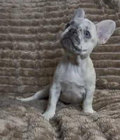 Dark Green Collar Fluffy Carrier, a male French Bulldog for sale in West Palm Beach, FL – 3 of 9