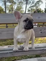 Ms. Fawn, a female French Bulldog for sale in West Palm Beach, FL – Photo 2 of 9