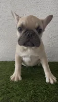 Ms. Fawn, a female French Bulldog for sale in West Palm Beach, FL – Photo 1 of 9