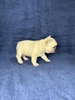 Ms. Fawn, a female French Bulldog for sale in West Palm Beach, FL – Photo 5 of 9