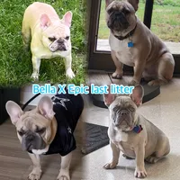 Ms. Fawn, a female French Bulldog for sale in West Palm Beach, FL – Photo 9 of 9