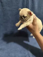 Ms. Fawn, a female French Bulldog for sale in West Palm Beach, FL – Photo 6 of 9