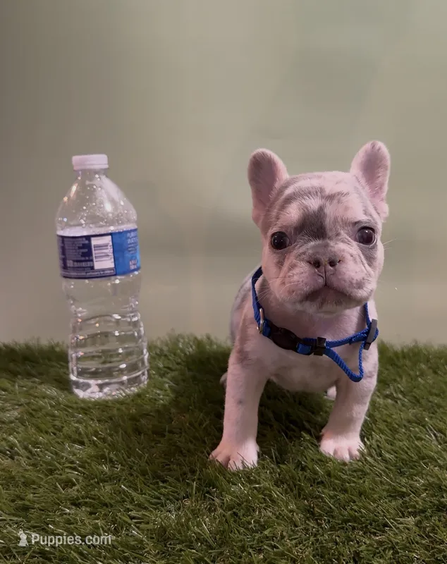 Blue Collar Fluffy Carrier  – French Bulldog puppy for sale in West Palm Beach, FL