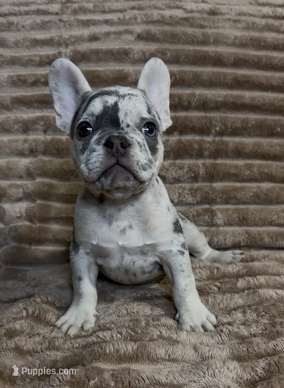 Blue Collar Fluffy Carrier  – French Bulldog puppy for sale in West Palm Beach, FL
