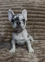 Blue Collar Fluffy Carrier , a male French Bulldog for sale in West Palm Beach, FL – 3 of 9