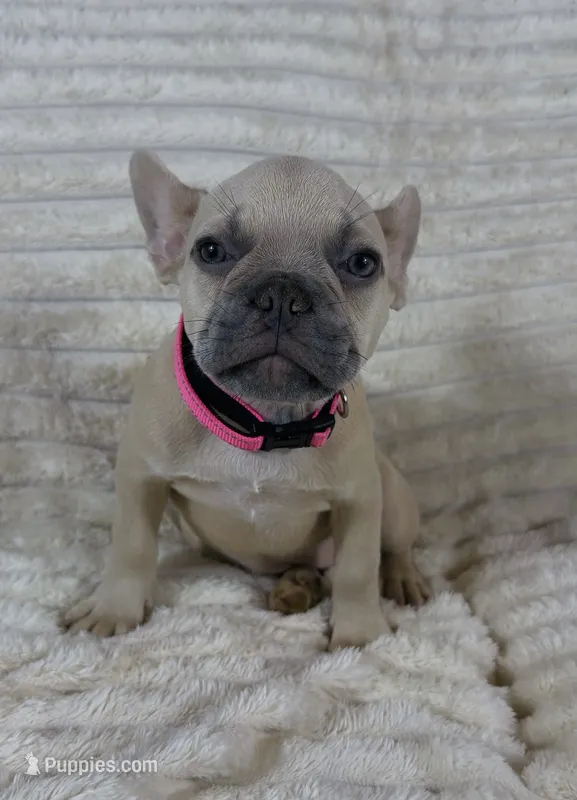 Pink Collar Fluffy Carrier  – French Bulldog puppy for sale in West Palm Beach, FL