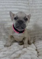 Pink Collar Fluffy Carrier , a female French Bulldog for sale in West Palm Beach, FL – 1 of 9