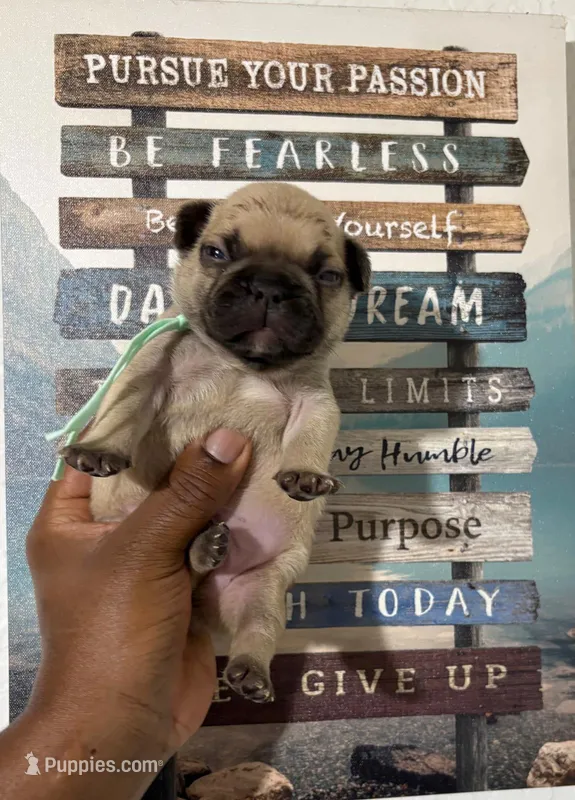 Light Green Collar Fluffy Carrier  – French Bulldog puppy for sale in West Palm Beach, FL