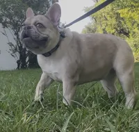 Ms. Merle, a female French Bulldog for sale in West Palm Beach, FL – 3 of 6