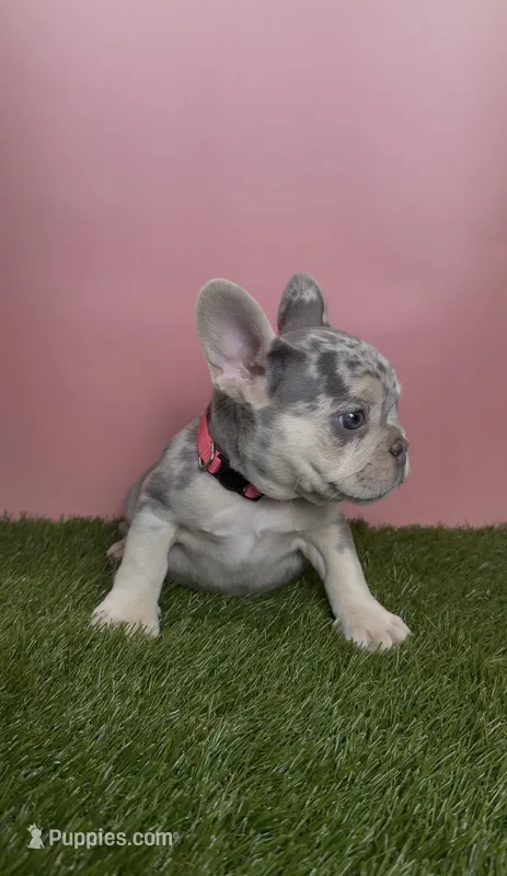 Pink Collar Fluffy Carrier – French Bulldog puppy for sale in West Palm Beach, FL