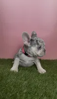 Pink Collar Fluffy Carrier, a female French Bulldog for sale in West Palm Beach, FL – 1 of 6
