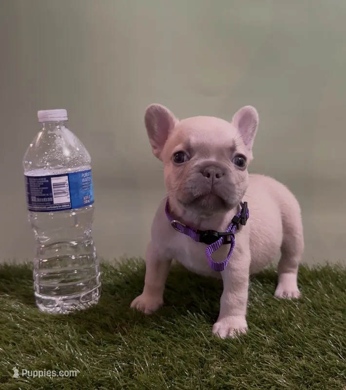 Light Purple Collar Fluffy Carrier  – French Bulldog puppy for sale in West Palm Beach, FL