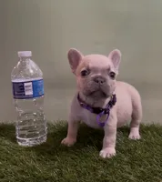Light Purple Collar Fluffy Carrier , a female French Bulldog for sale in West Palm Beach, FL – 2 of 6