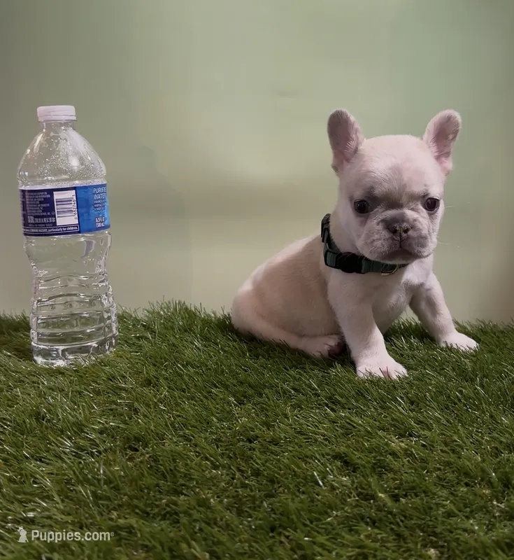 Dark Green Collar Fluffy Carrier – French Bulldog puppy for sale in West Palm Beach, FL