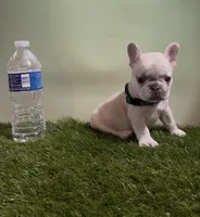 Dark Green Collar Fluffy Carrier, a male French Bulldog for sale in West Palm Beach, FL – 2 of 6