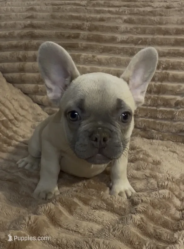 Peach Collar Fluffy Carrier – French Bulldog puppy for sale in West Palm Beach, FL