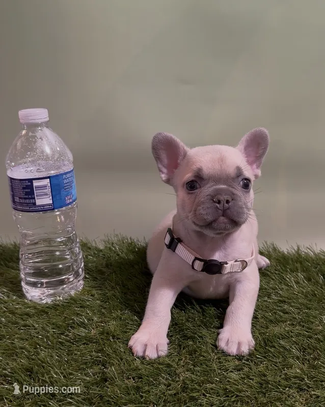 Peach Collar Fluffy Carrier – French Bulldog puppy for sale in West Palm Beach, FL