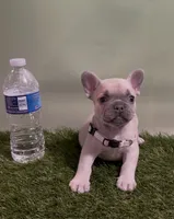 Peach Collar Fluffy Carrier, a female French Bulldog for sale in West Palm Beach, FL – 1 of 5