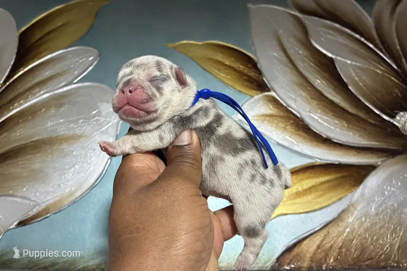 Blue Collar Fluffy Carrier  – French Bulldog puppy for sale in West Palm Beach, FL