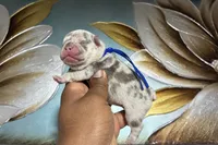Blue Collar Fluffy Carrier , a male French Bulldog for sale in West Palm Beach, FL – 1 of 2
