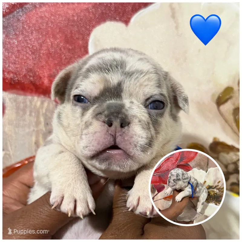 Blue Collar Fluffy Carrier  – French Bulldog puppy for sale in West Palm Beach, FL