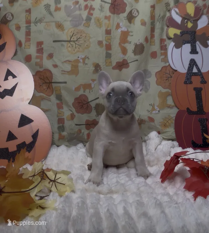 Orange Collar Fluffy Carrier  – French Bulldog puppy for sale in West Palm Beach, FL