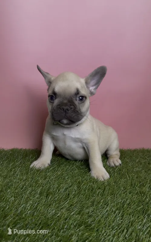Light Green Collar Fluffy Carrier  – French Bulldog puppy for sale in West Palm Beach, FL