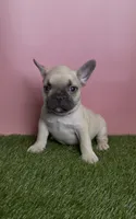 Light Green Collar Fluffy Carrier , a male French Bulldog for sale in West Palm Beach, FL – 1 of 6