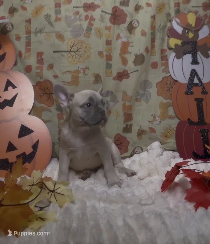 Peach Collar Fluffy Carrier – French Bulldog puppy for sale in West Palm Beach, FL