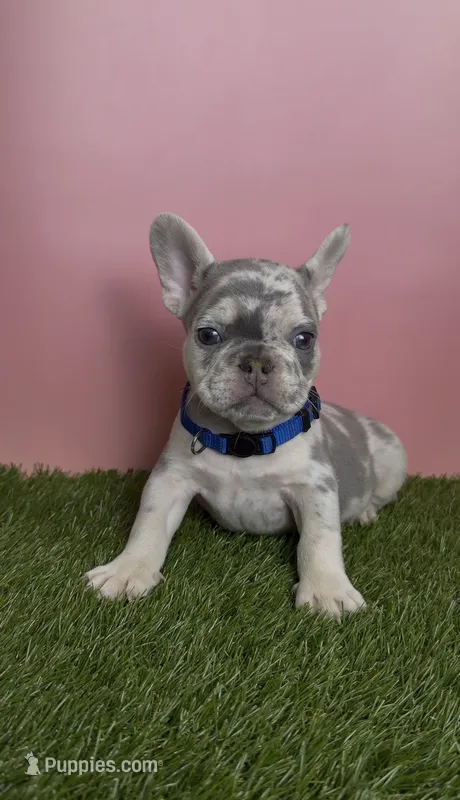 Blue Collar Fluffy Carrier  – French Bulldog puppy for sale in West Palm Beach, FL